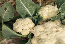 किसान ने एक पौधे में उगाई 6 गोभी के फूल वायरल हुई फोटो- जाने कैसे