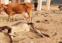 हरियाणा: गौशाला से मृत गाय उठाने आते थे, दे जाते थे जहरीला पदार्थ, ऐसे हुआ पर्दाफाश