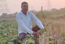 करनाल के फसल विविधीकरण के योद्धा किसान की कहानी: नए-नए तजुर्बो ने दिलाई खेती में महारत, अनुसंधान संस्थानों की नई किस्मों को अपने खेत में लगाता है सतपाल App Install Banner