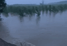 पानीपत में यमुना से सटे गांव हुए जलमगन: नवादाआर और पत्थरगढ़ के बीच बना बांध टूटा, 7 गांवों से टूटा संपर्क App Install Banner