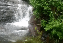 बारिश ने बदली रेवाड़ी में अरावली की सूरत: हिल स्टेशन की तरह डार्क जोन में बह रहा झरना; वाटर फॉल का लुत्फ उठाने पहुंच रहे सैलानी App Install Banner