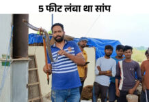 फतेहाबाद में 30 फीट गहरे चैंबर में गिरा कोबरा: वन्यजीव रक्षक दल ने जान खतरे में डाल किया रेस्क्यू; सुरक्षित जंगल में छोड़ा App Install Banner